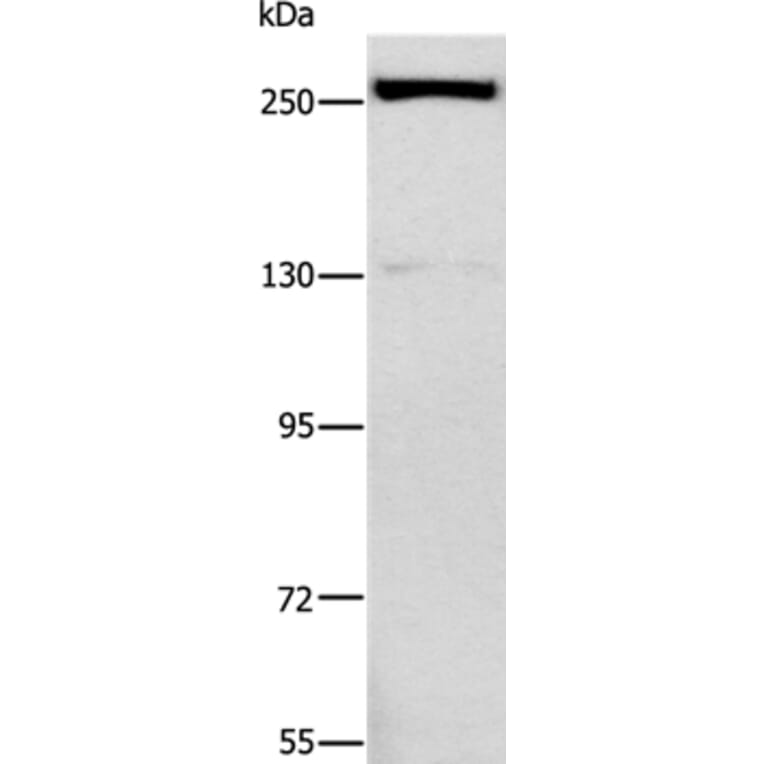 ESPL1 Antibody from Signalway Antibody (37557) - Antibodies.com