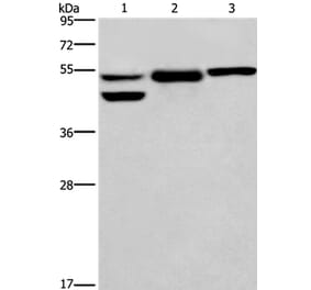 GPER1 Antibody from Signalway Antibody (37606) - Antibodies.com