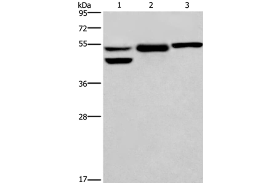 GPER1 Antibody from Signalway Antibody (37606) - Antibodies.com