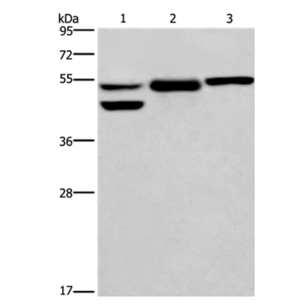 GPER1 Antibody from Signalway Antibody (37606) - Antibodies.com