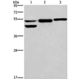 GPER1 Antibody from Signalway Antibody (37606) - Antibodies.com