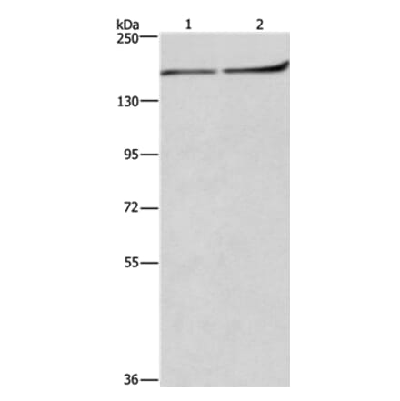 HDLBP Antibody from Signalway Antibody (37615) - Antibodies.com