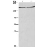 HDLBP Antibody from Signalway Antibody (37615) - Antibodies.com