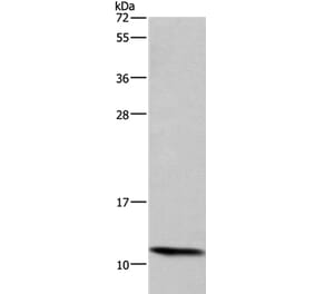 HSPE1 Antibody from Signalway Antibody (37636) - Antibodies.com