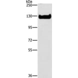 ICAM3 Antibody from Signalway Antibody (37638) - Antibodies.com