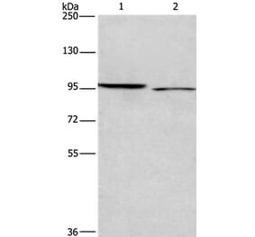 ICAM5 Antibody from Signalway Antibody (37639) - Antibodies.com