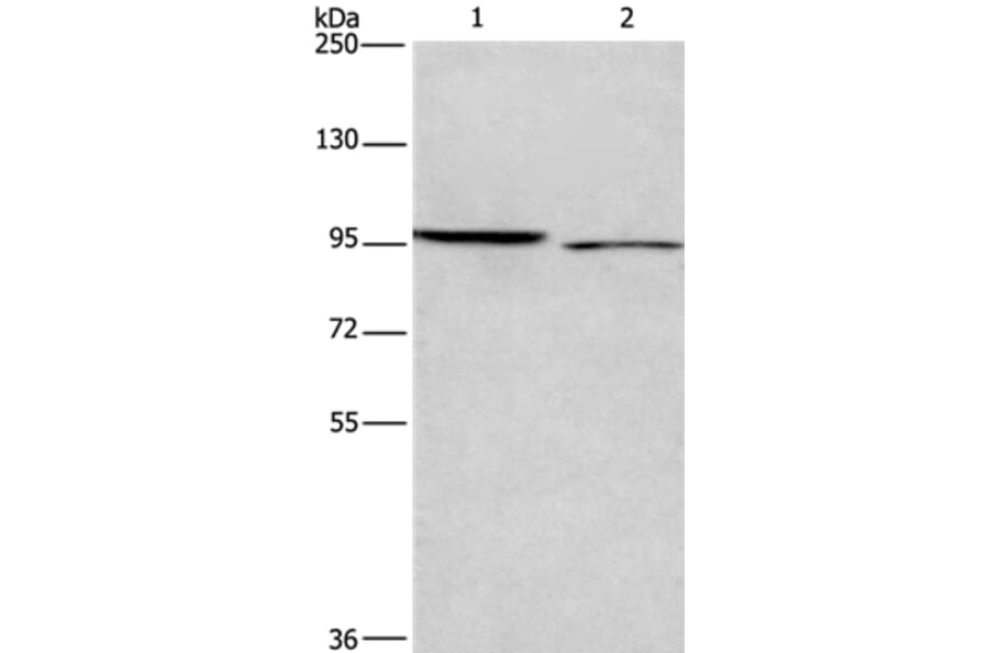 ICAM5 Antibody from Signalway Antibody (37639) - Antibodies.com