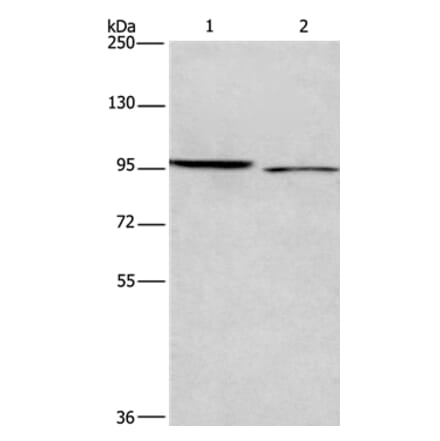 ICAM5 Antibody from Signalway Antibody (37639) - Antibodies.com