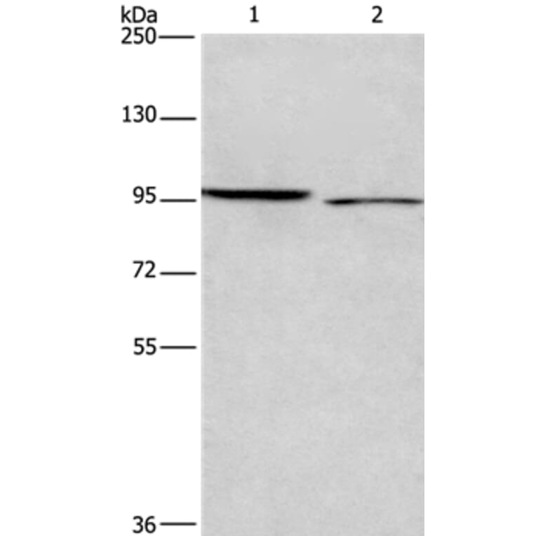 ICAM5 Antibody from Signalway Antibody (37639) - Antibodies.com