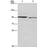 ICAM5 Antibody from Signalway Antibody (37639) - Antibodies.com