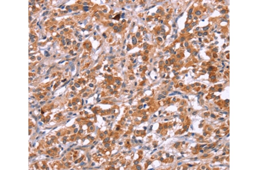 Immunohistochemistry - ICAM5 Antibody from Signalway Antibody (37639) - Antibodies.com