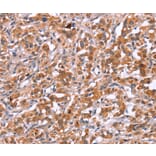 Immunohistochemistry - ICAM5 Antibody from Signalway Antibody (37639) - Antibodies.com