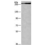 IGF2R Antibody from Signalway Antibody (37644) - Antibodies.com