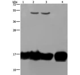 IL17C Antibody from Signalway Antibody (37646) - Antibodies.com