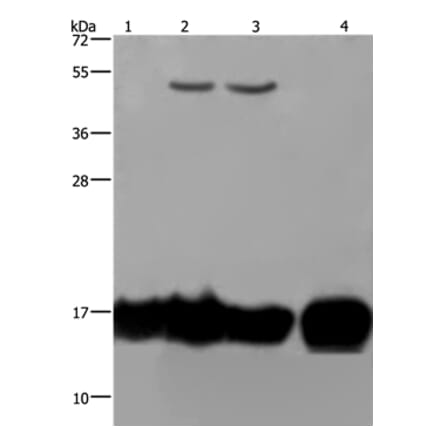 IL17C Antibody from Signalway Antibody (37646) - Antibodies.com