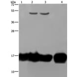 IL17C Antibody from Signalway Antibody (37646) - Antibodies.com