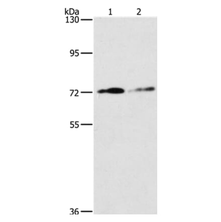 ITGB7 Antibody from Signalway Antibody (37662) - Antibodies.com