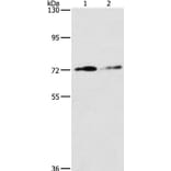 ITGB7 Antibody from Signalway Antibody (37662) - Antibodies.com