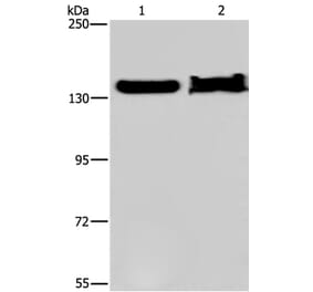 KDM4A Antibody from Signalway Antibody (37671) - Antibodies.com
