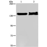 KDM4A Antibody from Signalway Antibody (37671) - Antibodies.com