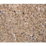 Immunohistochemistry - KDM4A Antibody from Signalway Antibody (37671) - Antibodies.com