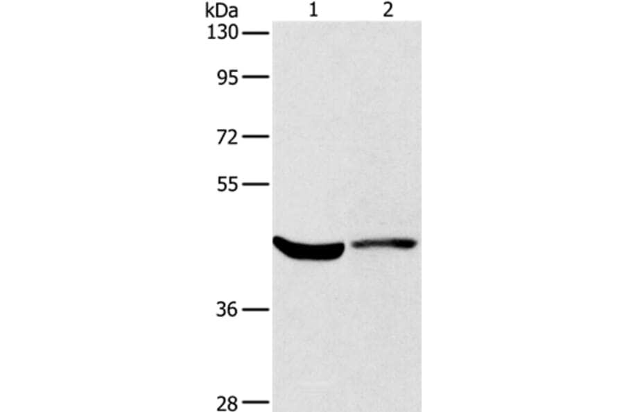 KCNA7 Antibody from Signalway Antibody (37673) - Antibodies.com