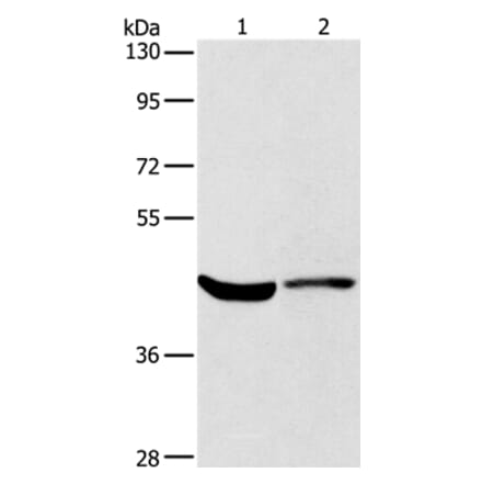 KCNA7 Antibody from Signalway Antibody (37673) - Antibodies.com