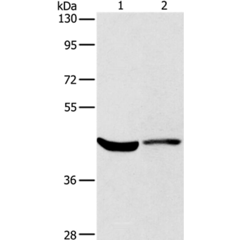 KCNA7 Antibody from Signalway Antibody (37673) - Antibodies.com