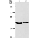 KCNA7 Antibody from Signalway Antibody (37673) - Antibodies.com