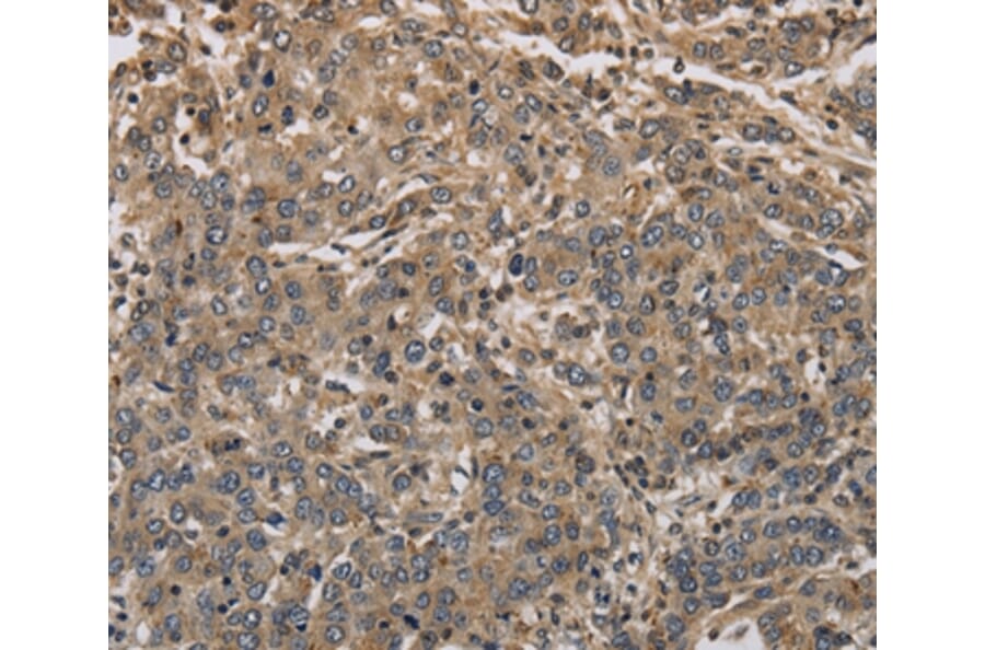 Immunohistochemistry - KCNA7 Antibody from Signalway Antibody (37673) - Antibodies.com