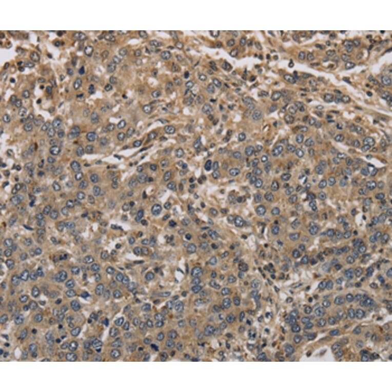 Immunohistochemistry - KCNA7 Antibody from Signalway Antibody (37673) - Antibodies.com