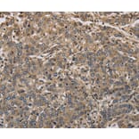Immunohistochemistry - KCNA7 Antibody from Signalway Antibody (37673) - Antibodies.com