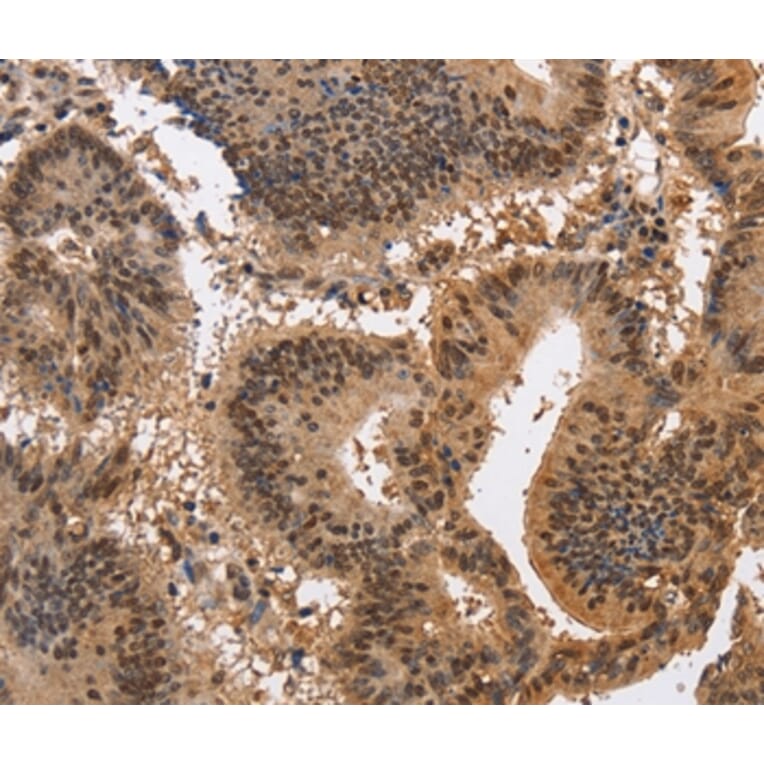 Immunohistochemistry - KCNG2 Antibody from Signalway Antibody (37675) - Antibodies.com