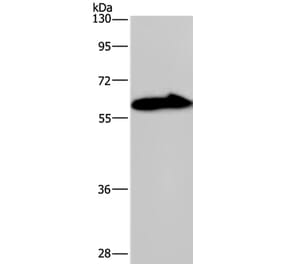 KCNG4 Antibody from Signalway Antibody (37677) - Antibodies.com