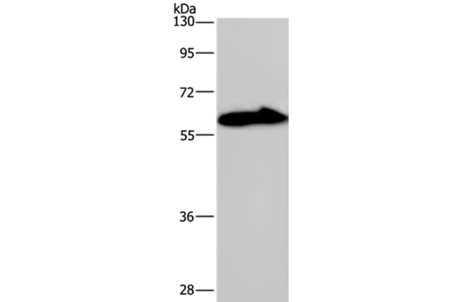 KCNG4 Antibody from Signalway Antibody (37677) - Antibodies.com