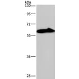 KCNG4 Antibody from Signalway Antibody (37677) - Antibodies.com