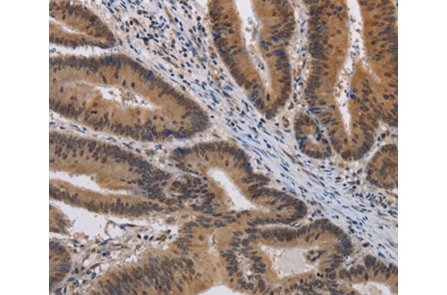 Immunohistochemistry - KCNG4 Antibody from Signalway Antibody (37677) - Antibodies.com