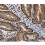 Immunohistochemistry - KCNG4 Antibody from Signalway Antibody (37677) - Antibodies.com