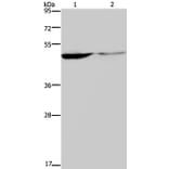 KCNK9 Antibody from Signalway Antibody (37678) - Antibodies.com