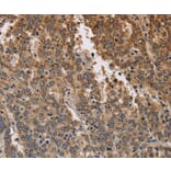 Immunohistochemistry - KCNK9 Antibody from Signalway Antibody (37678) - Antibodies.com