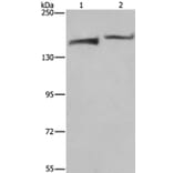 KDM5B Antibody from Signalway Antibody (37681) - Antibodies.com