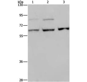 KIF22 Antibody from Signalway Antibody (37684) - Antibodies.com