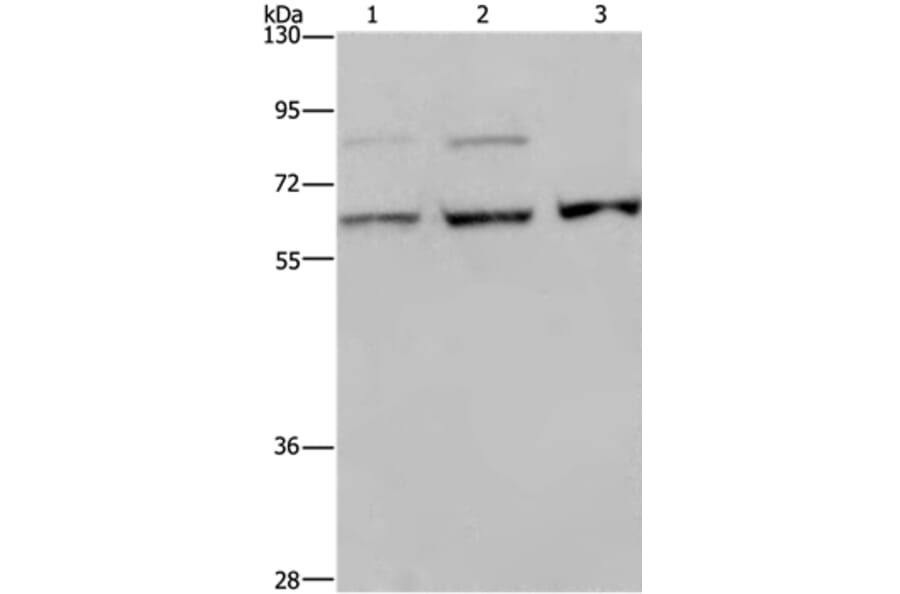 KIF22 Antibody from Signalway Antibody (37684) - Antibodies.com