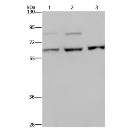 KIF22 Antibody from Signalway Antibody (37684) - Antibodies.com