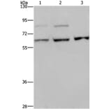 KIF22 Antibody from Signalway Antibody (37684) - Antibodies.com