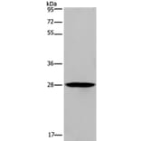 KLRF1 Antibody from Signalway Antibody (37690) - Antibodies.com