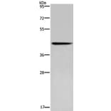 CERS5 Antibody from Signalway Antibody (37697) - Antibodies.com