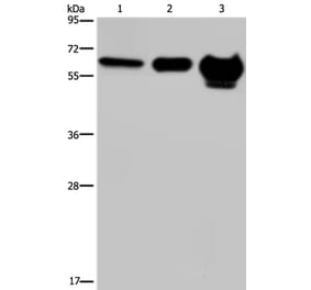 MMP20 Antibody from Signalway Antibody (37734) - Antibodies.com