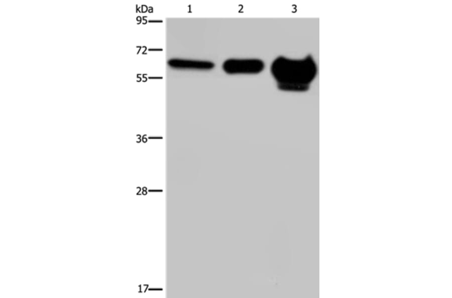 MMP20 Antibody from Signalway Antibody (37734) - Antibodies.com