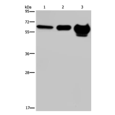 MMP20 Antibody from Signalway Antibody (37734) - Antibodies.com